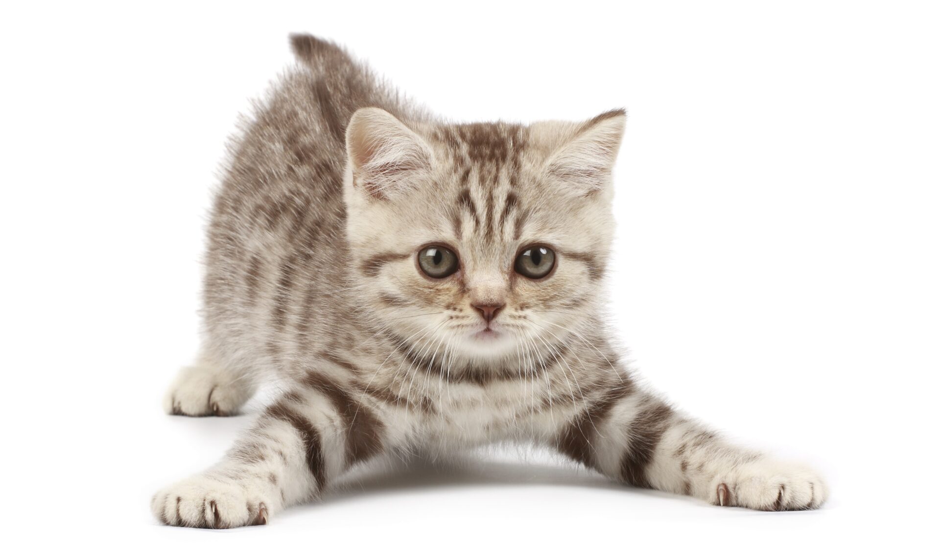 Rinnovo Della Convenzione Per La Gestione Del Gattile